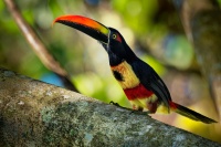 Arassari panamsky - Pteroglossus frantzii - Fiery-billed Aracari o4680
